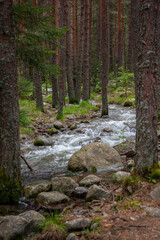 Forest and Iskar river in Rila mountain, Bulgaria