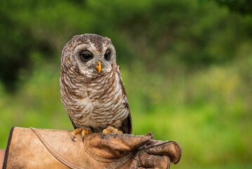 Barred Owl on a Gloved Hand