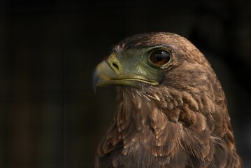 Fototapeta premium Majestic Eagle Close-Up