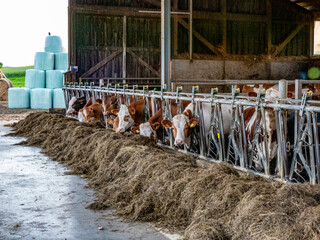 Kühe und Rinder fressen Kraftfutter im Kuhstall