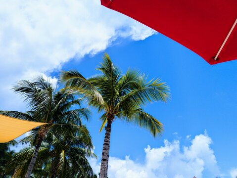 Bimini's Tropical Shade: Azure Skies and Palm Canopies from a Beach Lounger