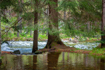 Forest and Iskar river in Rila mountain, Bulgaria
