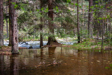 Forest and Iskar river in Rila mountain, Bulgaria