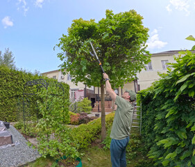 Man trims branches in maple tree backyard garden. Gardening, tools and lifestyle. Landscaping,...