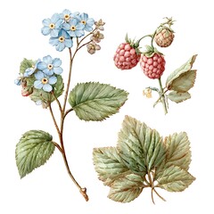 Beautiful illustration of raspberry plants and forget-me-not flowers with detailed leaves
