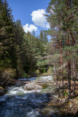 Forest and Iskar river in Rila mountain, Bulgaria