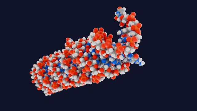 Pre-microRNA space filling style, solution structure. MicroRNA is an essential post-transcriptional regulator of gene expression and also an oncogene.