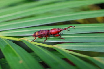 Close-up Brentidae, beautiful red and yellow patterned on leaves in a bright and completely green...