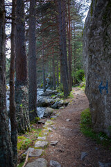 Forest and Iskar river in Rila mountain, Bulgaria