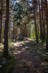Forest and Iskar river in Rila mountain, Bulgaria
