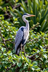 heron sitting on leafy branches, dense greenery