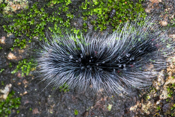 Obraz premium Selective focus Macrobrochis gigas caterpillars, black with soft white fluff on mossy rocks at the beginning of the rainy season. These caterpillars are non-poisonous and in the middle of lush forest.