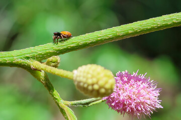 selective focus, cute orange spider close up on nature background. A spider with cute eyes in a green natural forest