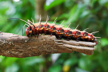 Selective focus. Big orange caterpillar with spines and scary eyes all around, and its hairs are poisonous. Big caterpillar in Thailand nature background