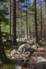 Forest and Iskar river in Rila mountain, Bulgaria