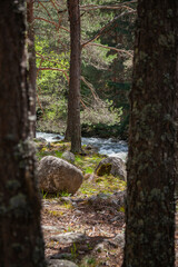 Forest and Iskar river in Rila mountain, Bulgaria