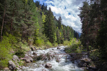 Forest and Iskar river in Rila mountain, Bulgaria