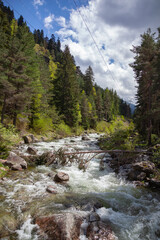 Forest and Iskar river in Rila mountain, Bulgaria