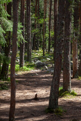 Forest and Iskar river in Rila mountain, Bulgaria