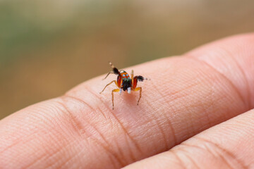 Colorful, round-eyed little spider on hand. Cute little spider. Amazing little world.