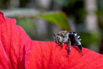 Close up of a beautiful big-eyed blue bee on a bright red flower. Fierce and charming bees and flowers. A bee in the genus Amegilla, which is distinguished by its beautiful metallic blue stripes.