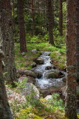 Forest and Iskar river in Rila mountain, Bulgaria