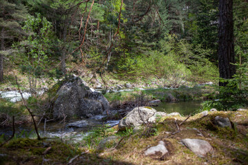 Forest and Iskar river in Rila mountain, Bulgaria