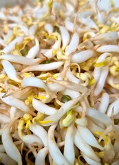 A vibrant close-up of fresh, crisp bean sprouts