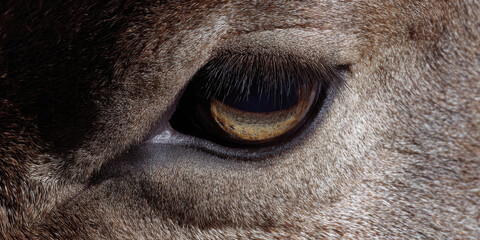 Close up of antelope eye with tree reflection in savannah