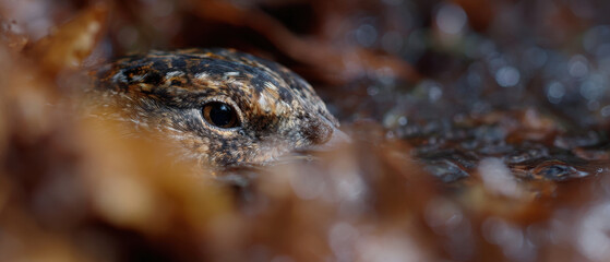Obraz premium Bird eye peeks through fallen leaves near stream
