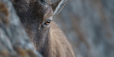 Close up of ibex eye peering from behind cliff face