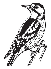 Detailed Woodpecker Illustration Perched on Branch with Intricate Line Work and Black and White Silhouette