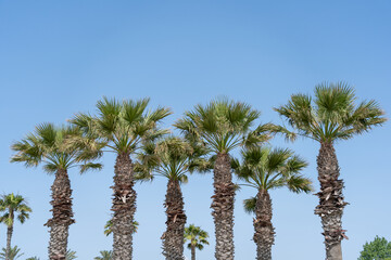 Palm trees against blue sky
