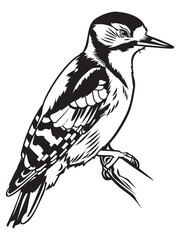 Obraz premium Detailed Woodpecker Illustration Perched on Branch with Intricate Line Work and Black and White Silhouette