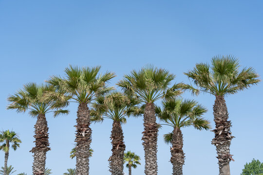 Palm trees against blue sky