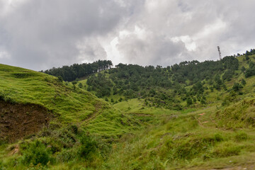 Sloping green hills lead to a dense pine forest under a cloudy sky in Meghalaya.