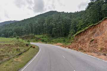 Winding road through lush green hills and pine forests of Meghalaya.
