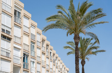 Palm trees in front of a building