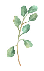 Eucalyptus tree branch with green leaves. Isolated floral element. Hand-drawn watercolor illustration. Tree clipart object. An element for postcards, printing, package, textile design