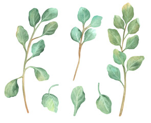 A bundle of Eucalyptus tree branchlets isolated and separated green leaves. Floral element clipart. Hand-drawn watercolor illustration. For postcards, printing, package, textile design