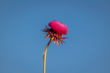 Close up of a milk thistle flower against a blue sky background. Natural and organic superfood product made from wild flowers.