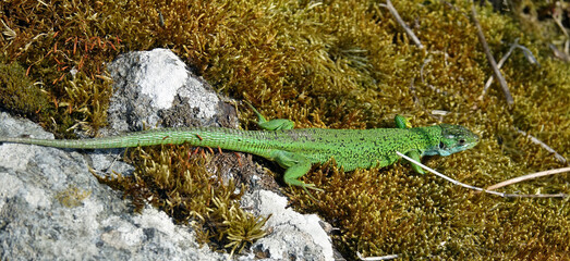 GR 34 le sentier des douaniers en Bretagne en France : de Saint-Cast-le-Guildo à Fréhel (baie de...
