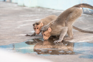Barbary macaque ape, rhesus monkey drinking water from broken air conditioner, wildlife and urban...