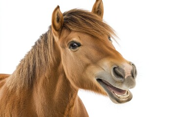 Fototapeta premium Smiling brown horse with white background showcasing unique expression and personality