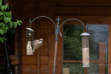 jay on bird feeder