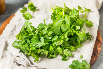 Organic Raw Green Cilantro Herbs