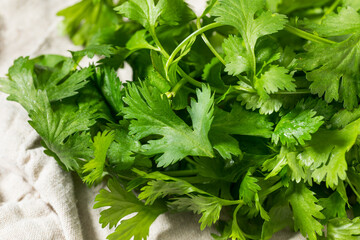 Organic Raw Green Cilantro Herbs