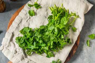 Organic Raw Green Cilantro Herbs