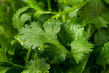 Organic Raw Green Cilantro Herbs