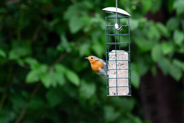 robin on a feeder